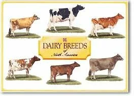 cow-breeds-non-indian