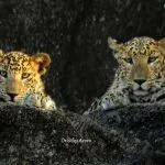Sumerpur Jawai Bandh Area Heaven For Leopards