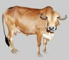 Indian Breed (Deshee) Cow